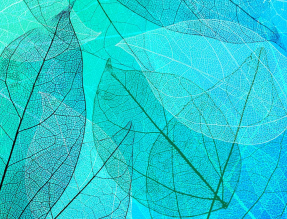 Прозрачные листья