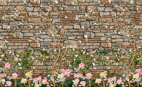 Ветки на стене