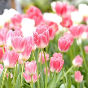 Поле розовых тюльпанов