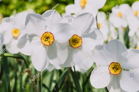 Свежие нарциссы