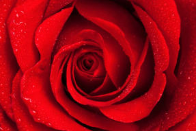 Красная роза