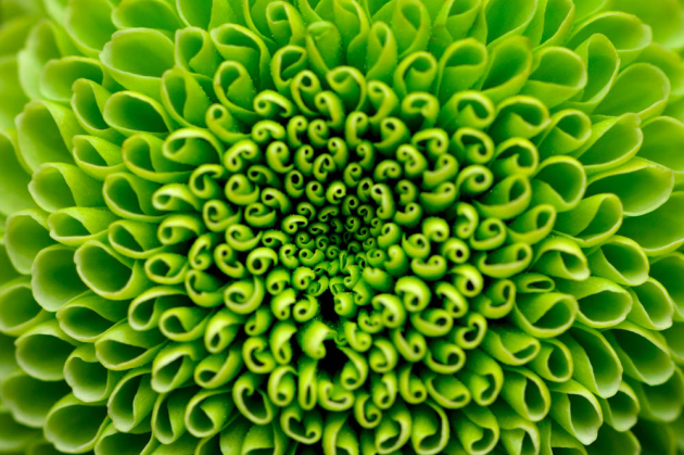 Зеленый цветок