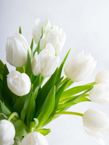Белоснежные тюльпаны