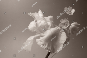 Нежный ирис