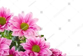 Нежные хризантемы