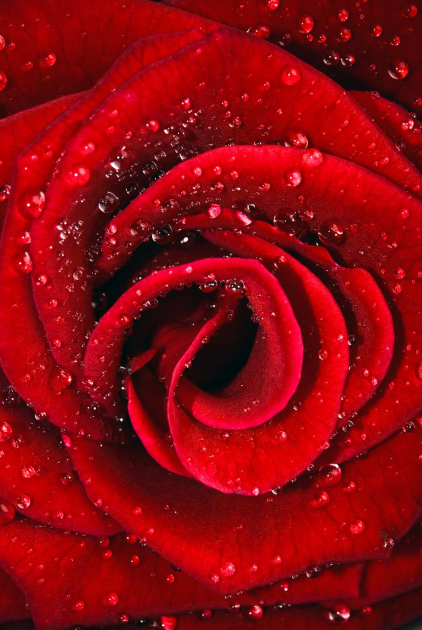 Вертикальная красная роза