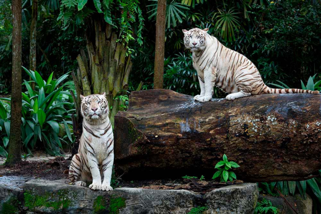 Білі тигри