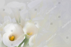 Каллы в дымке