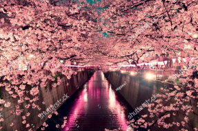 Квітуча сакура