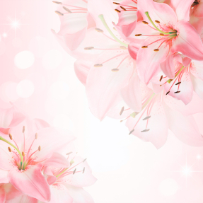 Розовые Лилии