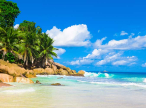 Пляжные пальмы