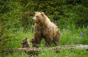 Медведица с медвежатами
