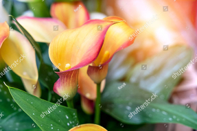 Яркие каллы