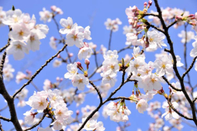 Весення вишня