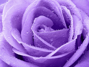Лиловая роза