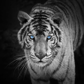 Картины Тигр