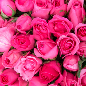 Розовые розы