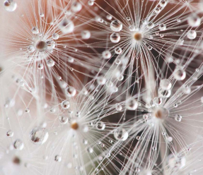 Роса на одуванчиках