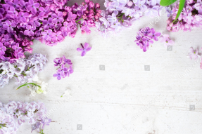 Цветущая сирень