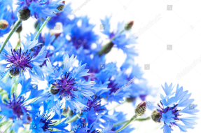 Нежные васильки