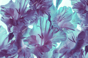 Неоновые цветы