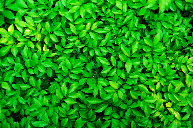 Свежая зелень