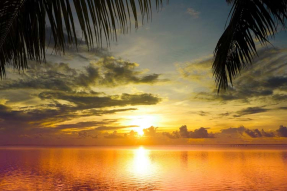 Море и пальмовые листья