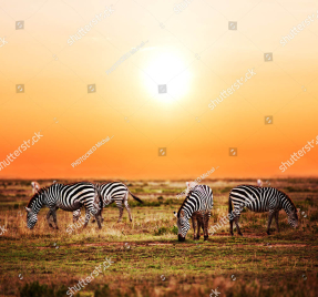 Зебры в саванне