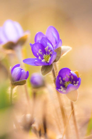 Полевые цветы