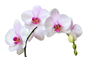 Белые орхидеи