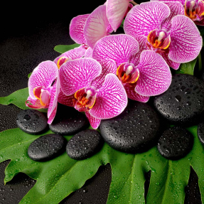 Орхидеи на черных камнях