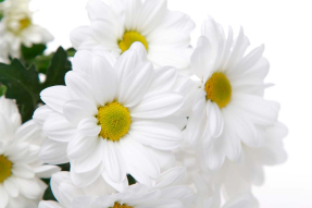 Белые цветы