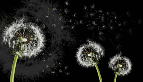 Три одуванчика