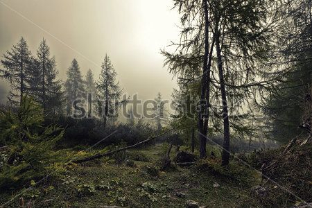 Лес