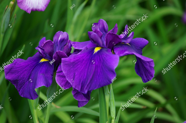 Ирисы