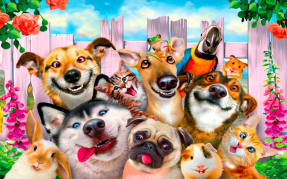 Веселые животные