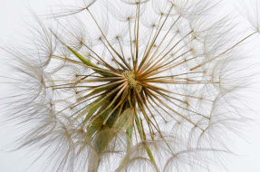 Одуванчик