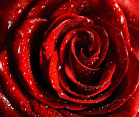 Роза с каплями росы