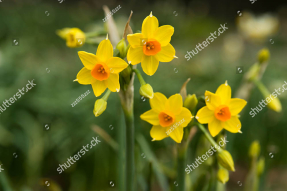 Нарциссы весной