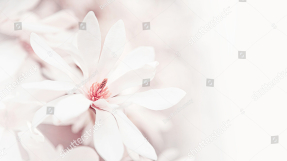 Нежная магнолия