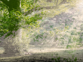 Утро в лесу