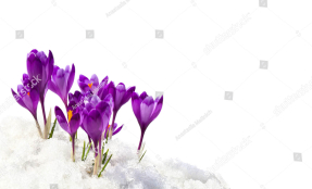 Крокусы в снегу