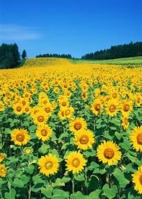 Поле подсолнухов