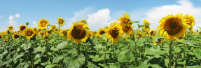 Поле подсолнухов