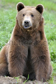Бурый медведь
