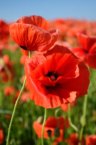 Маковое поле