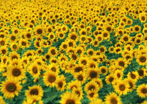 Поле подсолнухов