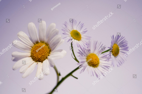 Нежные ромашки