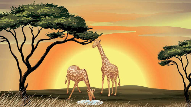Жирафы в закате