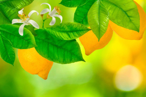 Сочный лимон